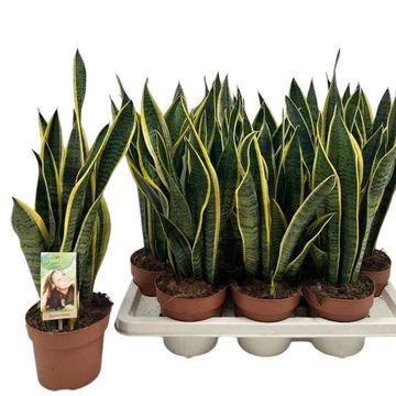 Sansevieria trifasciata 'Laurentii'