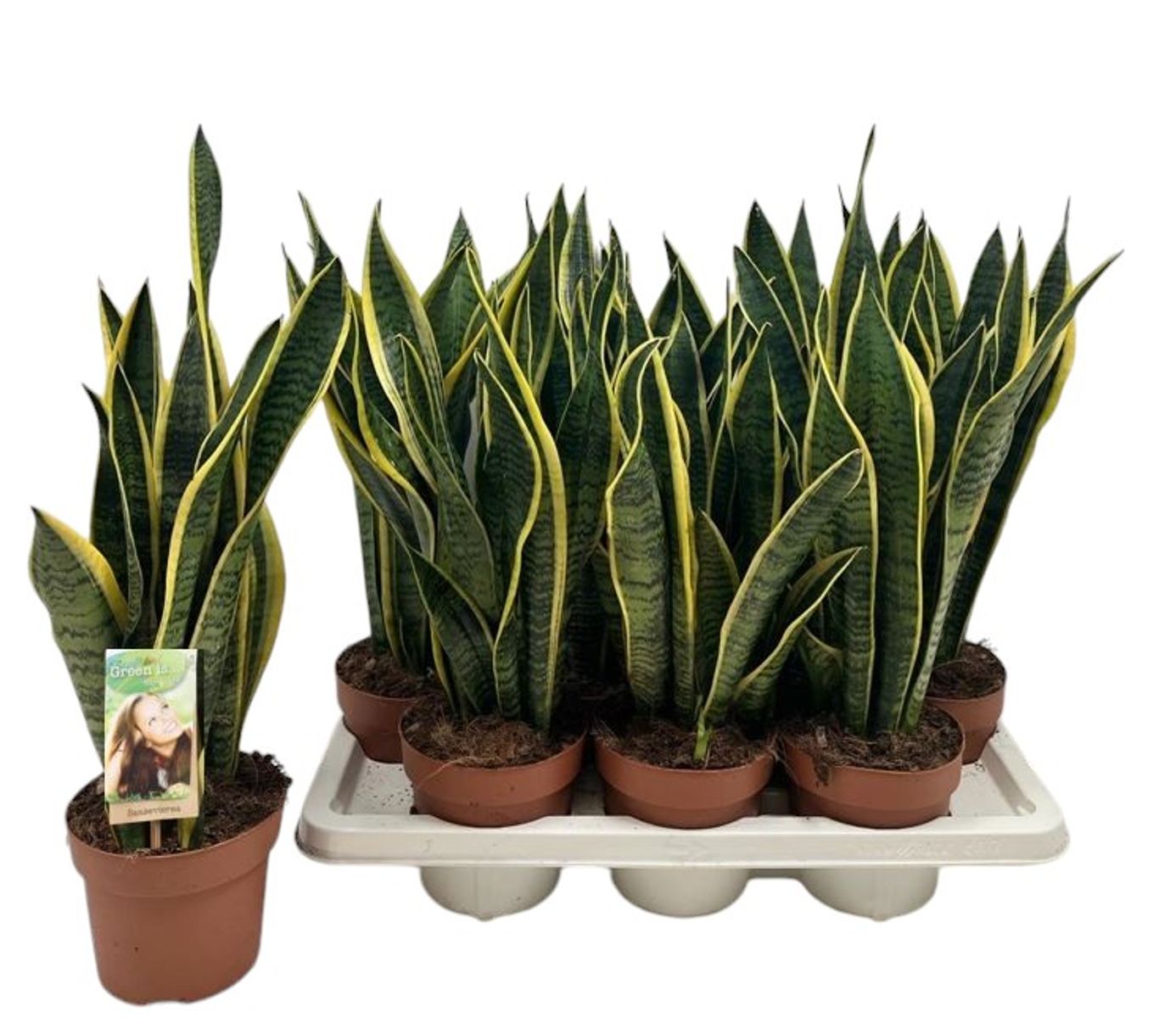 Sansevieria trifasciata 'Laurentii' en Baq Opus Hammered main image 0