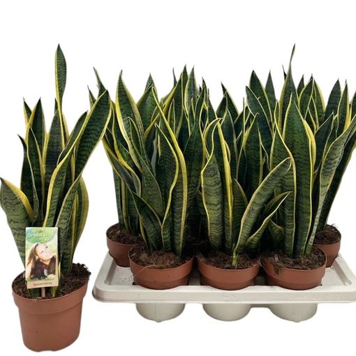 Sansevieria trifasciata 'Laurentii'