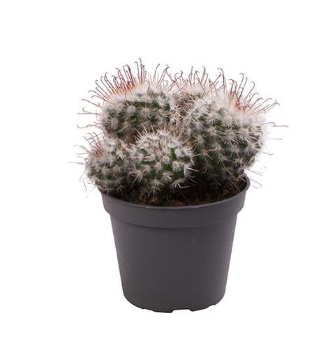 Mammillaria bombycina