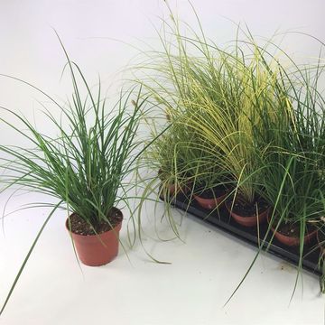 Carex MIX