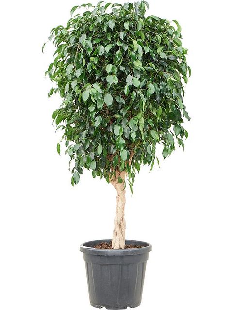 Ficus benjamina 'Danielle'