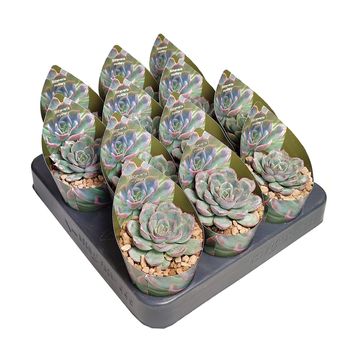 Echeveria 'Mystery'