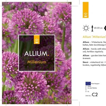 Allium 'Millenium'