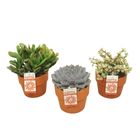 Succulents MIX