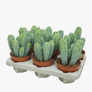 Myrtillocactus geometrizans