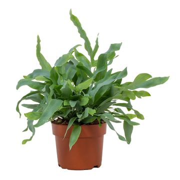 Phlebodium aureum 'Блю Стар'