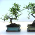 Zelkova parvifolia