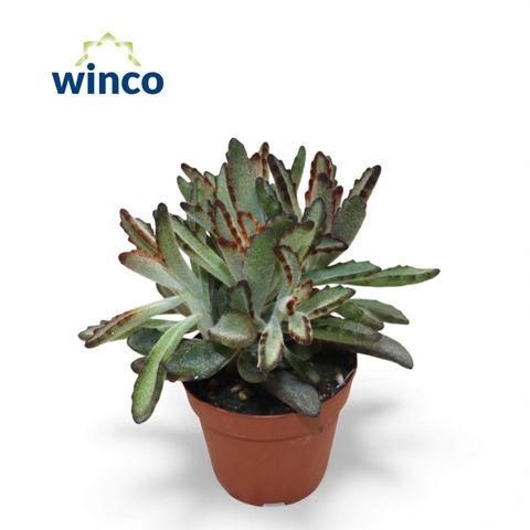 Kalanchoe tomentosa 'Nigra'