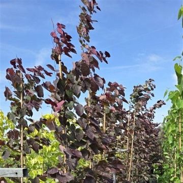 Cercis canadensis