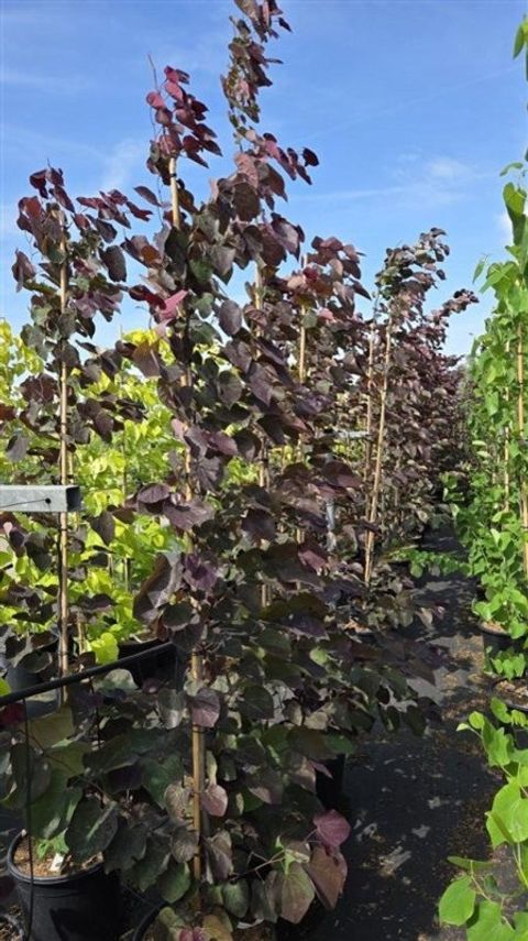 Cercis canadensis