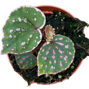 Begonia sp. Muara Wahau