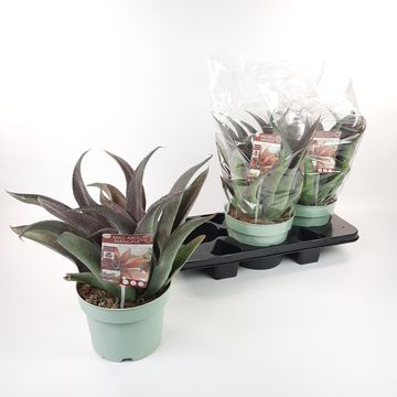 x Mangave 'Mission to Mars'