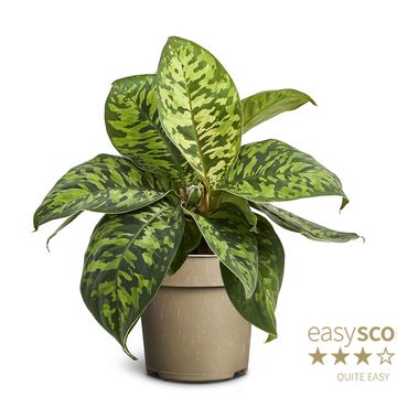 Homalomena wallisii 'Camouflage'