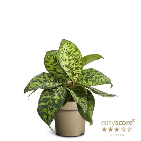 Homalomena wallisii 'Camouflage'