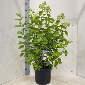 Hydrangea paniculata 'Limelight'