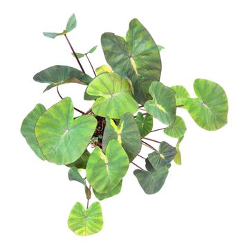 Colocasia 'Hybrid Lime Oasis'