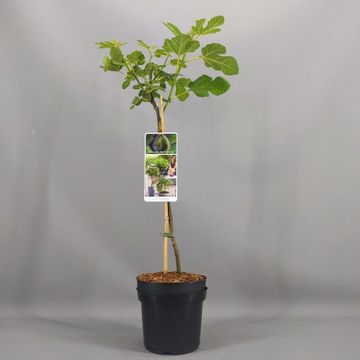 Ficus carica 'Brown Turkey'