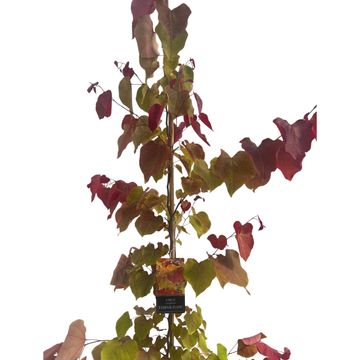 Cercis canadensis 'Eternal Flame'