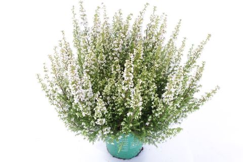 Erica gracilis Beauty Queens