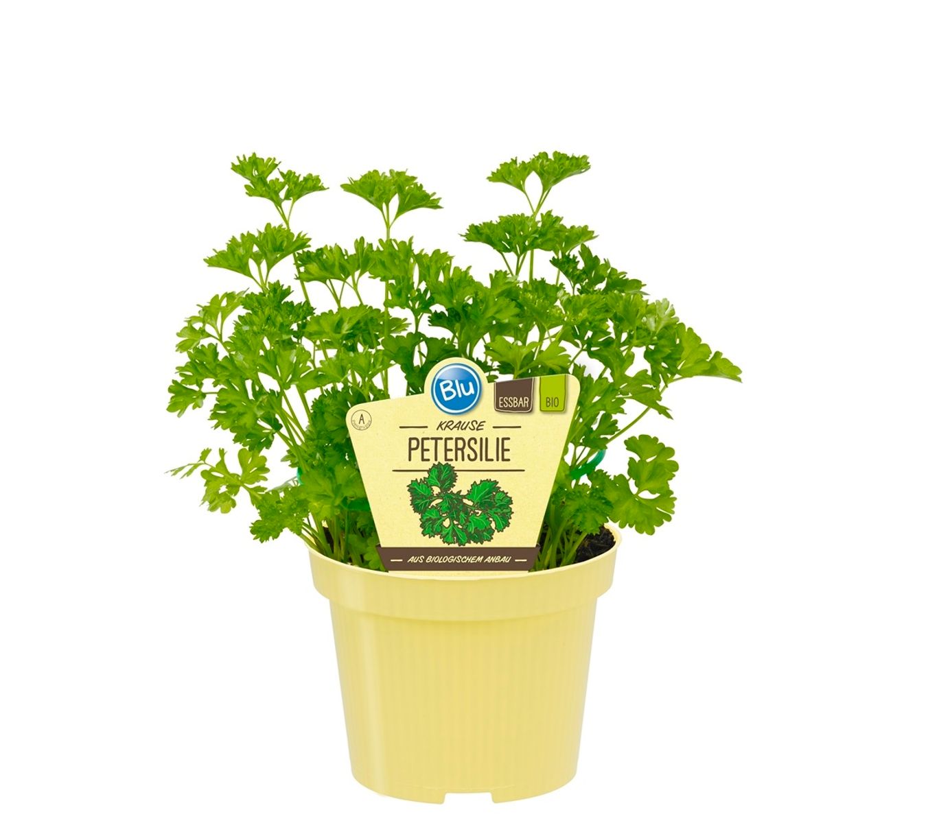 Petroselinum crispum — Plant Wholesale FlorAccess
