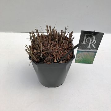 Miscanthus sinensis 'Kleine Silberspinne'