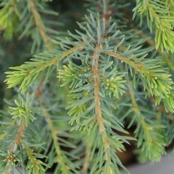 Picea mariana 'Nana'