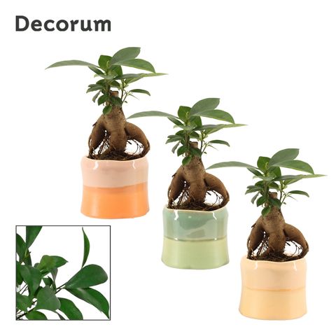 Ficus microcarpa 'Ginseng'