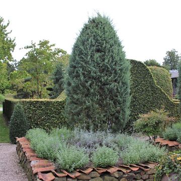 Cupressus arizonica 'Glauca'