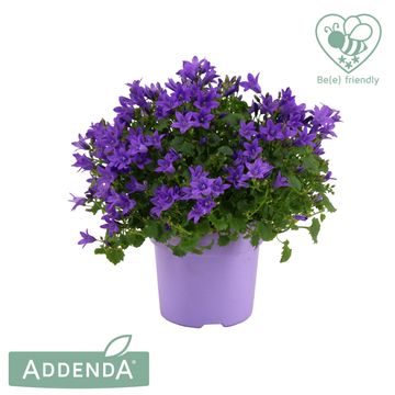 Campanula portenschlagiana AMBELLA INTENS PURPLE