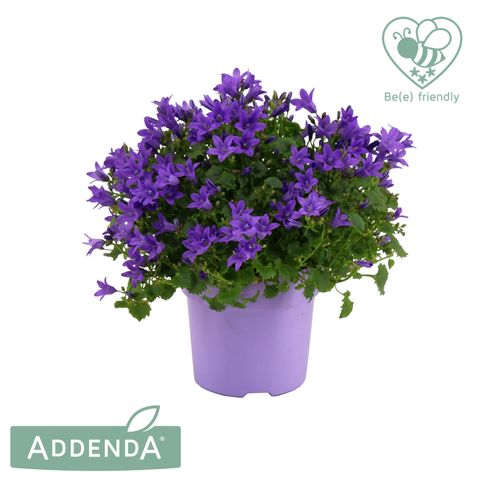Campanula portenschlagiana AMBELLA INTENS PURPLE