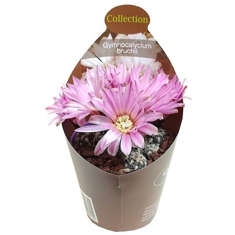 Gymnocalycium bruchii