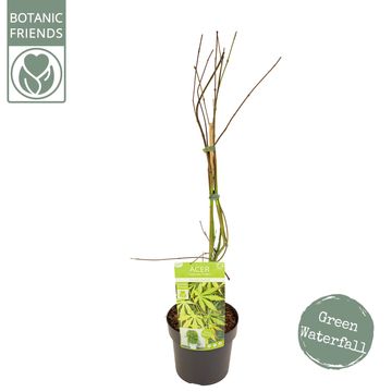 Acer palmatum CASCADE EMERALD