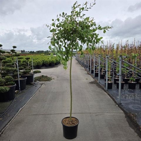 Salix caprea 'Kilmarnock'