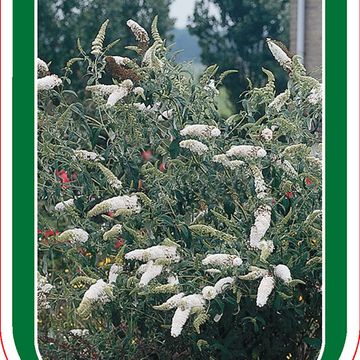 Buddleja davidii 'White Bouquet'