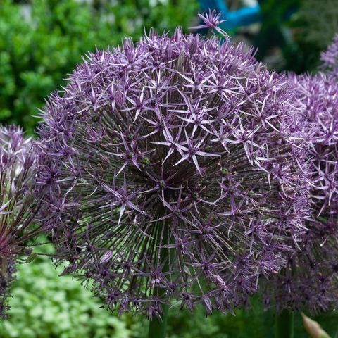 Allium 'Universe'