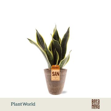 Sansevieria trifasciata 'Futura Superba'