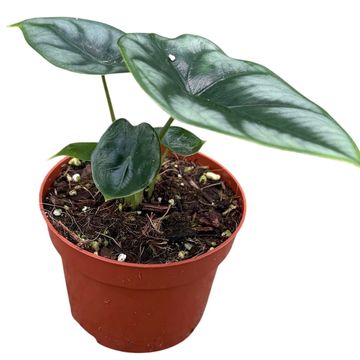 Alocasia reversa