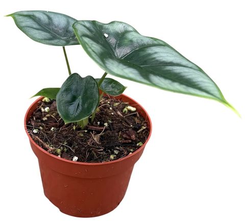 Alocasia reversa