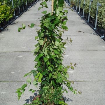 Kolkwitzia amabilis 'Pink Cloud'