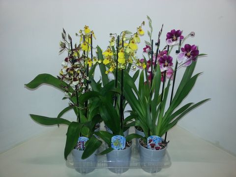 Orchideen MIX