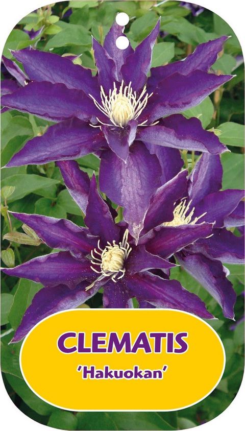 Clematis 'Haku-ookan' (EL)