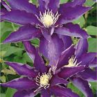 Clematis 'Haku-ookan' (EL)