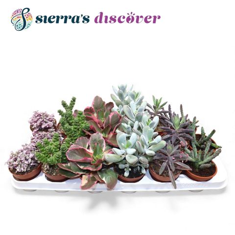 Succulents MIX