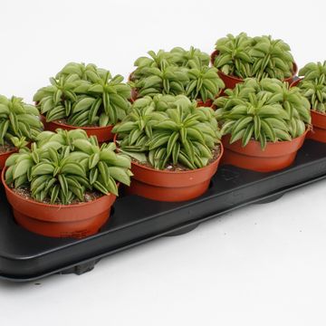 Peperomia 'Happy Bean'