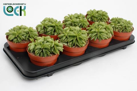 Peperomia 'Happy Bean'