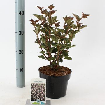 Physocarpus opulifolius 'Red Baron'