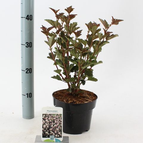 Physocarpus opulifolius 'Ред Барон'