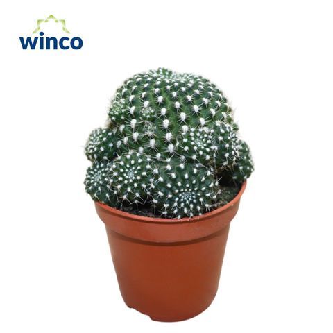 Sulcorebutia heliosoides