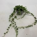 Senecio rowleyanus